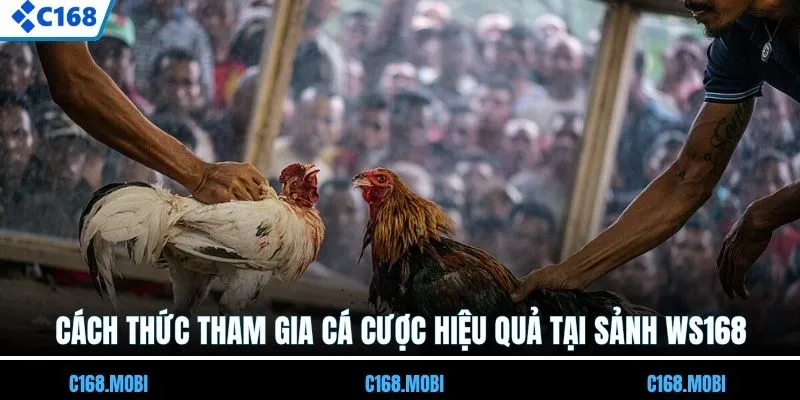 Cách thức tham gia cá cược hiệu quả tại sảnh WS168